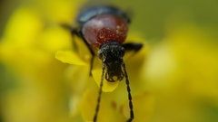 Heliotaurus ruficollis