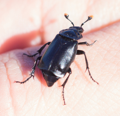 Nicrophorus nigrita