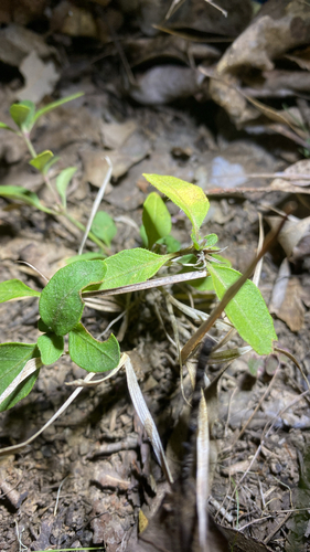Brunoniella australis, 2026-08-13
