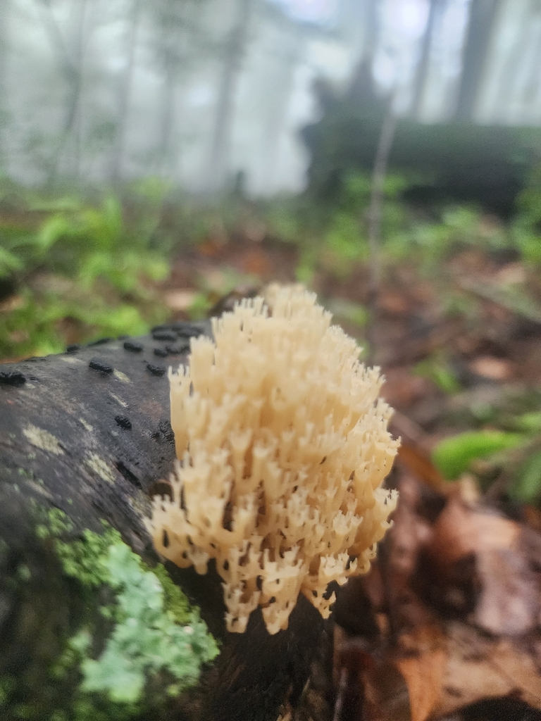 crown-tipped coral fungus · August 2026 · photo: Photo: (c) Erin Collins, some rights reserved (CC BY) · iNaturalist