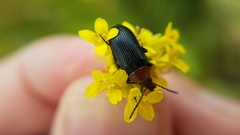 Heliotaurus ruficollis