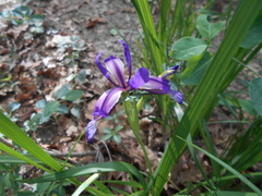 Iris graminea