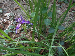 Iris graminea