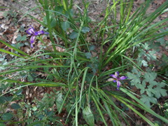 Iris graminea