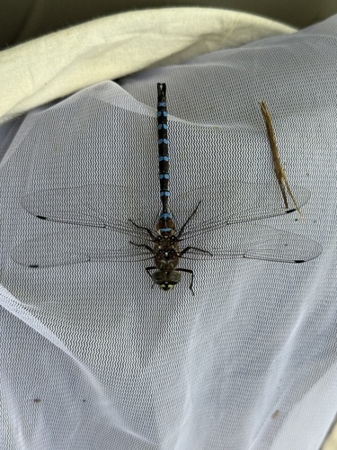 Walker's Darner photo 2