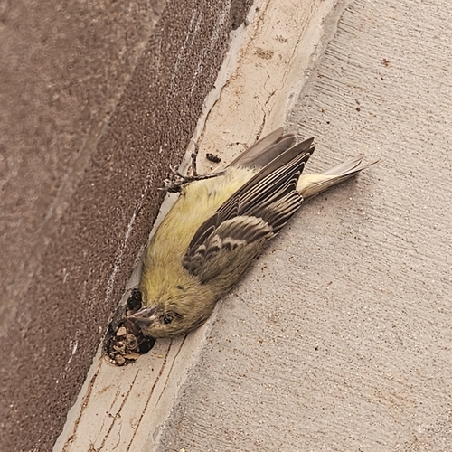 Lesser Goldfinch