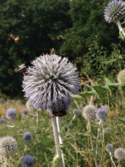 Echinops sphaerocephalus