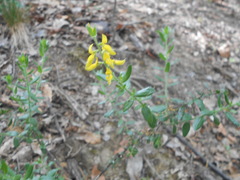 Genista germanica