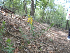 Genista germanica