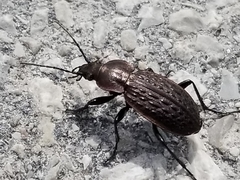 Carabus maeander