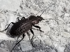 Carabus maeander