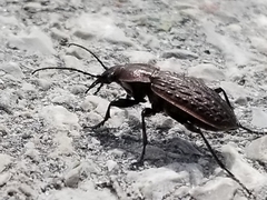Carabus maeander