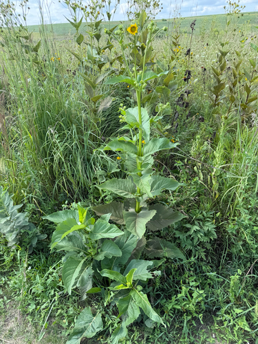 cup plant