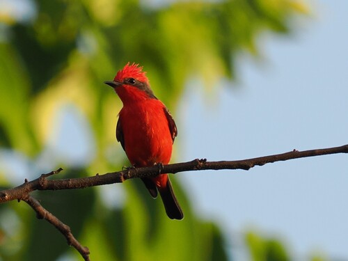 Vermilion Flycatcher