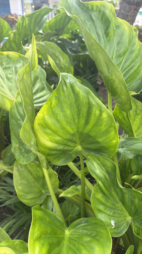 Alocasia cucullata observed 2026-07-21
