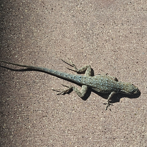 Western Side-blotched Lizard