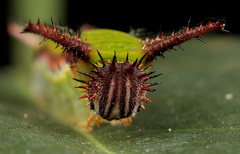 Pseudacraea lucretia expansa