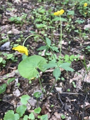 Ranunculus cassubicus