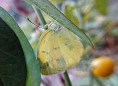 Eurema hecabe