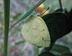 Eurema hecabe