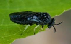 Aproceros leucopoda