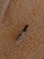 Solenopsis punctaticeps