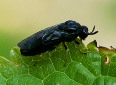 Aproceros leucopoda