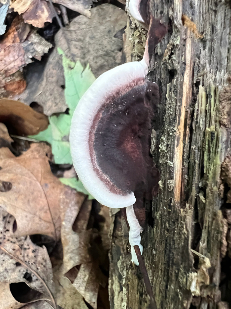 Nigroporus vinosus · August 2026 · photo: Photo: no rights reserved · iNaturalist