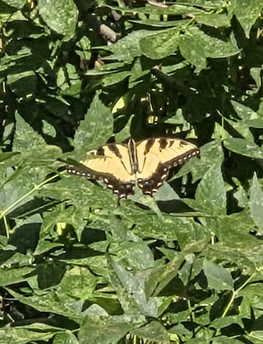 Eastern Tiger Swallowtail