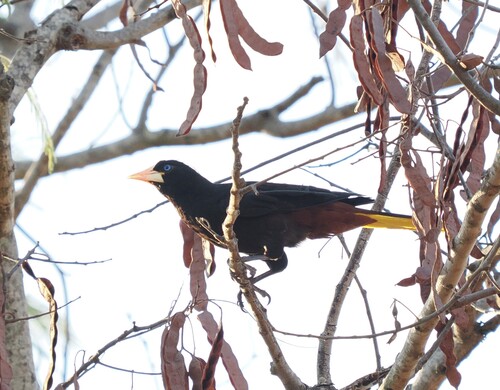 Crested Oropendola