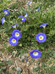Convolvulus tricolor