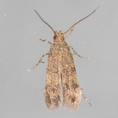 Autostichidae