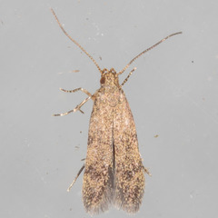 Autostichidae