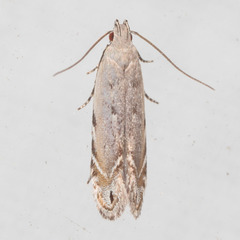 Battaristis nigratomella