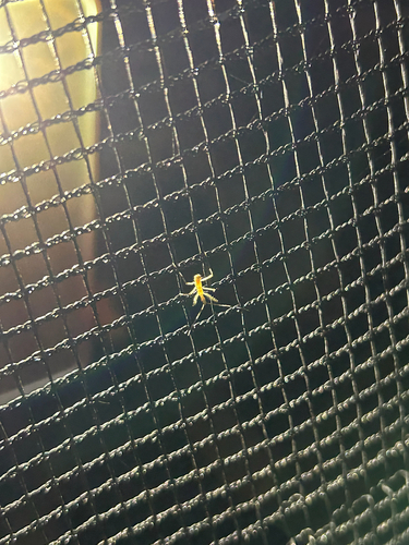 Leafhopper Assassin Bug