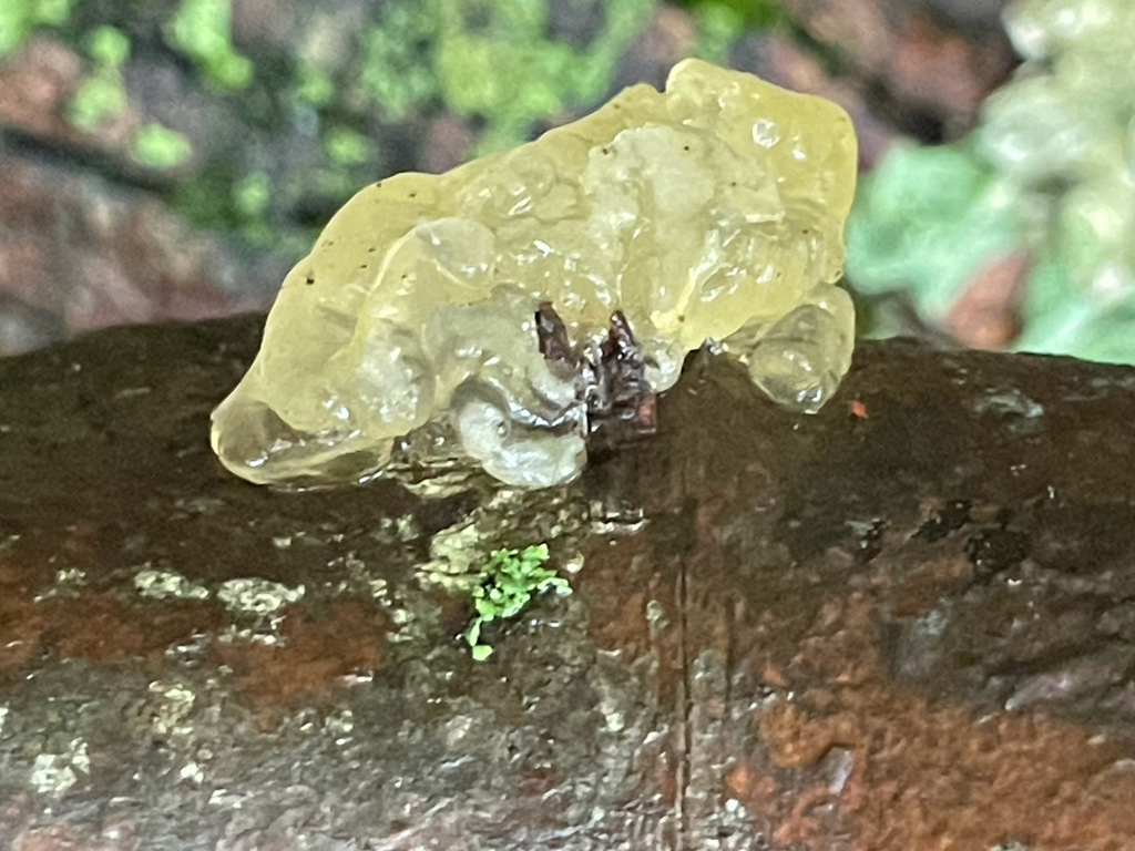 Crystal Brain Fungus · August 2026 · photo: Photo: (c) Bobby McCabe, some rights reserved (CC BY) · iNaturalist