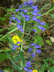Campanula sibirica elatior