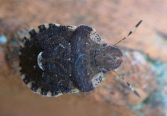 Dyroderes umbraculatus
