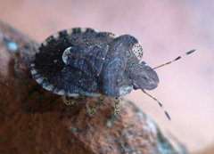 Dyroderes umbraculatus