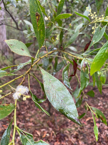 Acacia penninervis, photograph 2