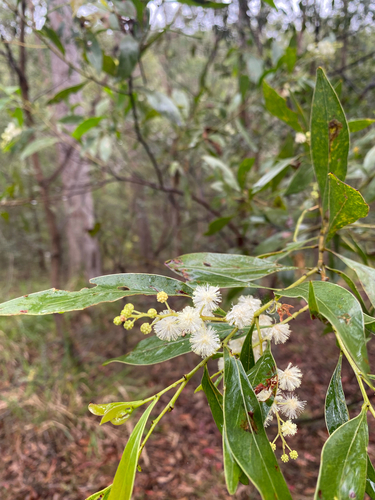 Acacia penninervis