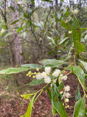 Acacia penninervis, photograph (c) krumpianking, some rights reserved (CC BY)