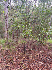 Acacia penninervis, photograph (c) krumpianking, some rights reserved (CC BY)