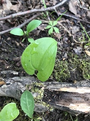 Maianthemum bifolium