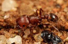 Tetramorium setuliferum