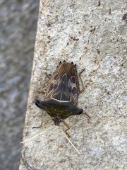 Edessa leucogramma