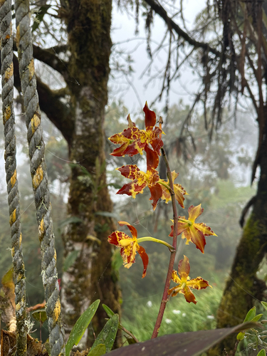 Oncidium luteopurpureum, photograph 4