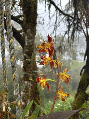 (c) Rachael Kaiser, some rights reserved (CC BY) Oncidium luteopurpureum, photograph (c) Rachael Kaiser, some rights reserved (CC BY)