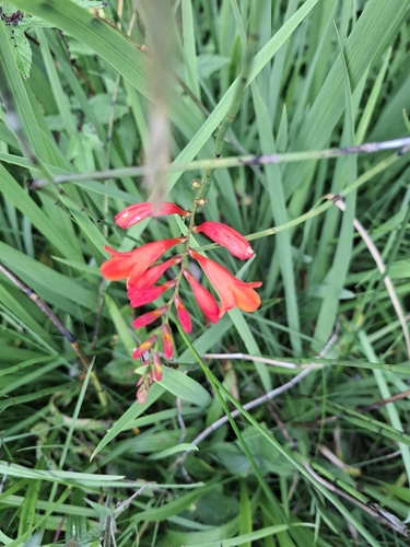 Crocosmia pottsii