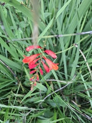 Crocosmia pottsii